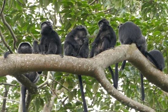 Monkey Forest wildlife in Lombok